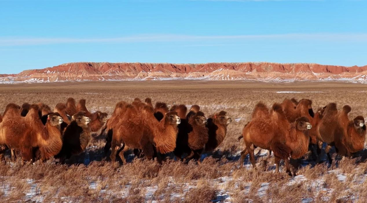 2026乌兰察布第三届冰雪那达慕之驼马争霸赛1月26日启幕(图1)